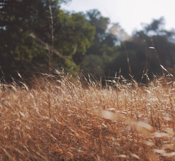 意大利锋芒，点燃安联！意籍巨星闪耀拜仁，王者之路再添传奇